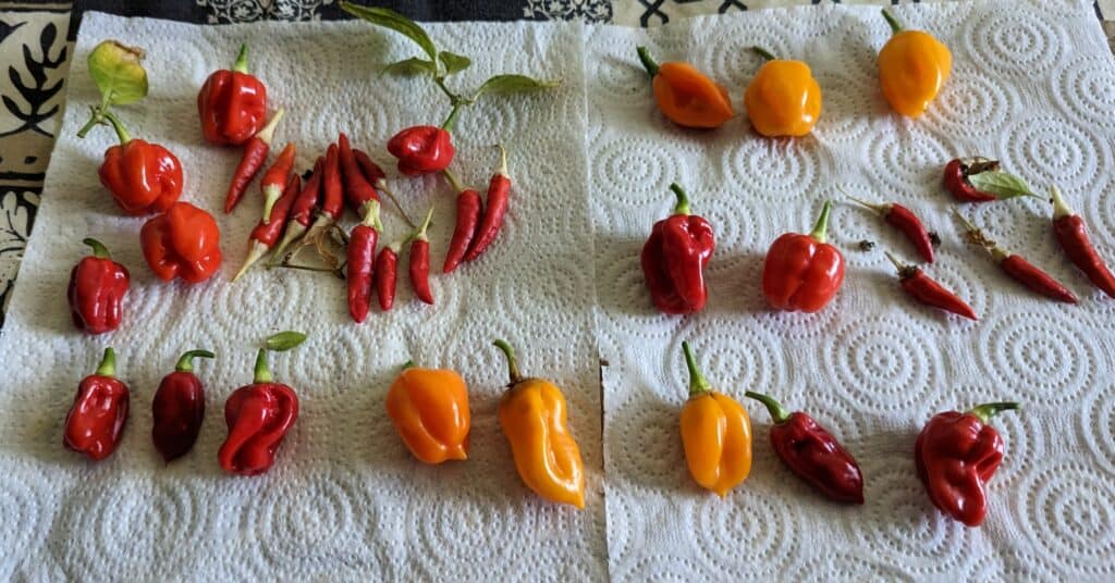 Kim's Chilli Babies